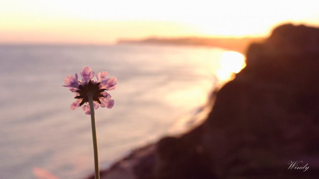 屏風ヶ浦とソナレマツムシソウ