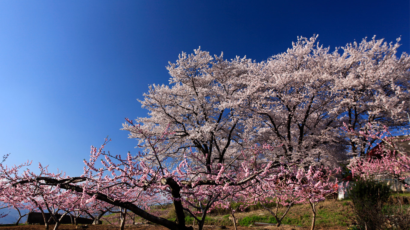 momosakura momosakura