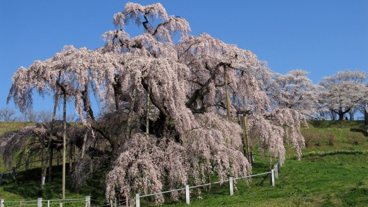 takizakura